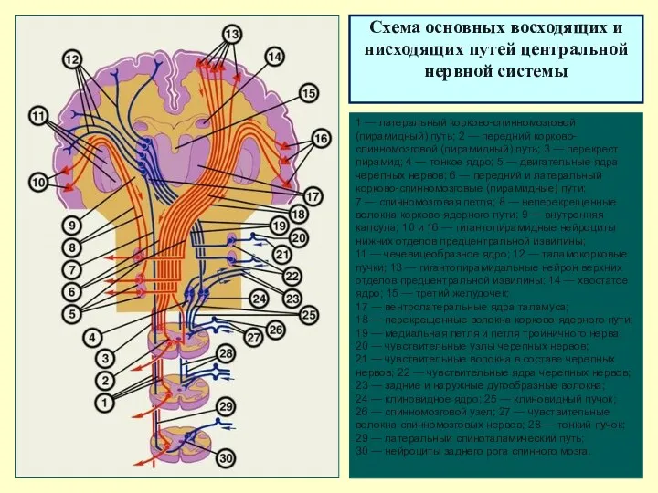 Схема основных восходящих и нисходящих путей центральной нервной системы 1