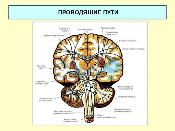 ПРОВОДЯЩИЕ ПУТИ