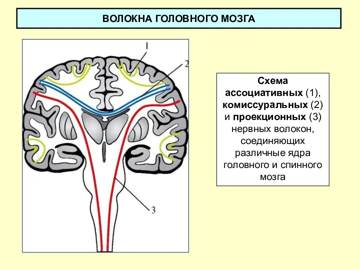 ВОЛОКНА ГОЛОВНОГО МОЗГА Схема ассоциативных (1), комиссуральных (2) и проекционных