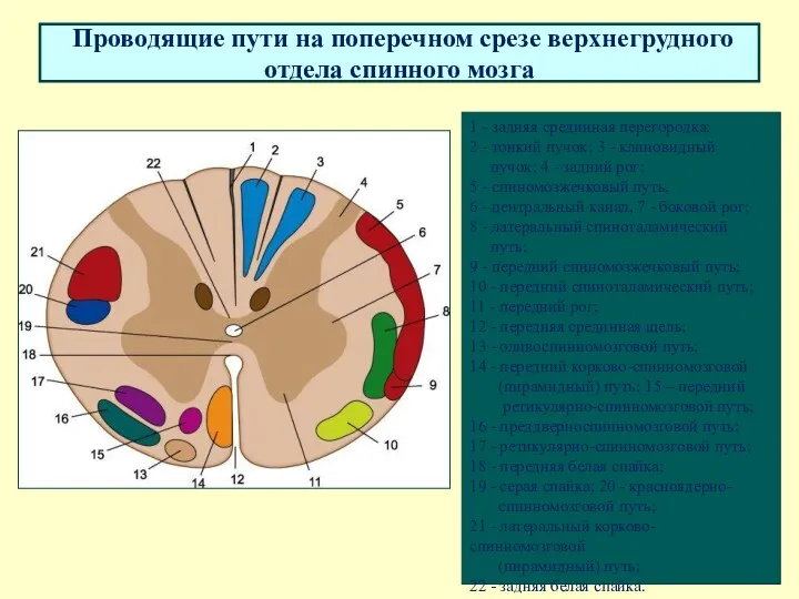 Проводящие пути на поперечном срезе верхнегрудного отдела спинного мозга 1