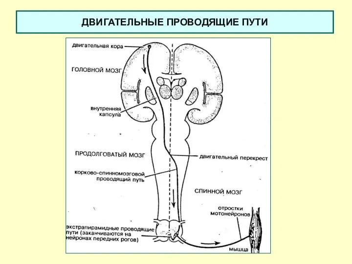 ДВИГАТЕЛЬНЫЕ ПРОВОДЯЩИЕ ПУТИ