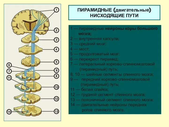 ПИРАМИДНЫЕ (двигательные) НИСХОДЯЩИЕ ПУТИ 1 — пирамидные нейроны коры большого