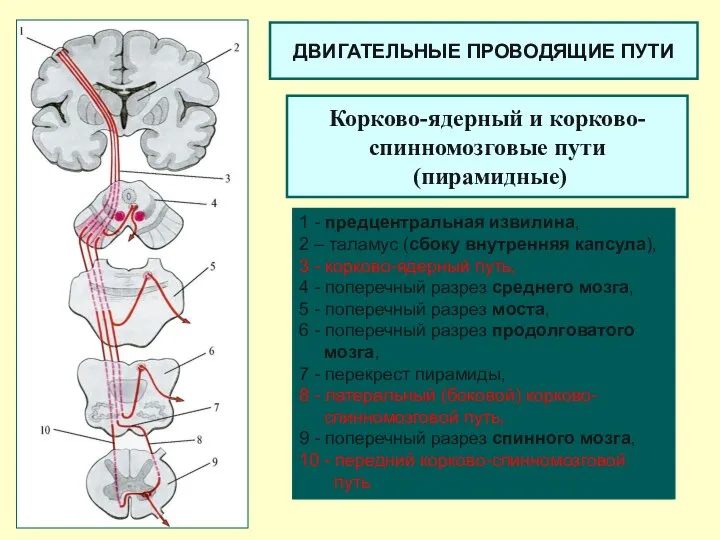 Корково-ядерный и корково-спинномозговые пути (пирамидные) 1 - предцентральная извилина, 2