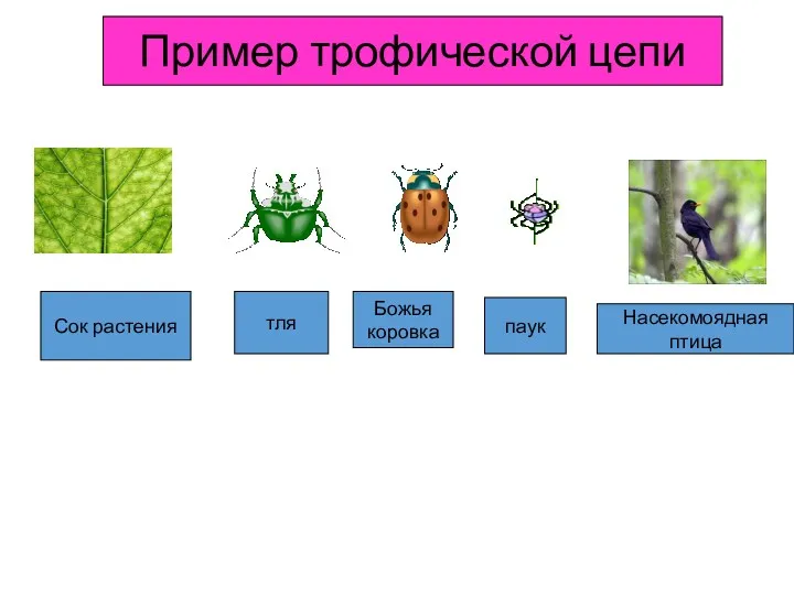 Сок растения тля Божья коровка паук Насекомоядная птица Пример трофической цепи