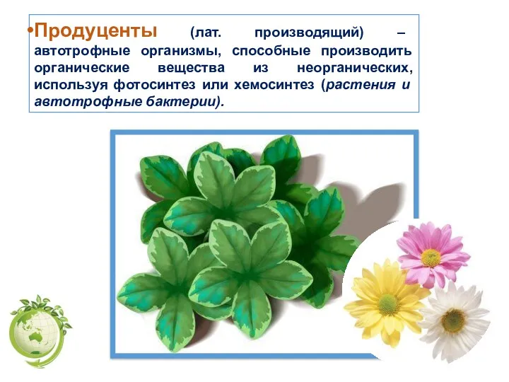 Продуценты (лат. производящий) – автотрофные организмы, способные производить органические вещества