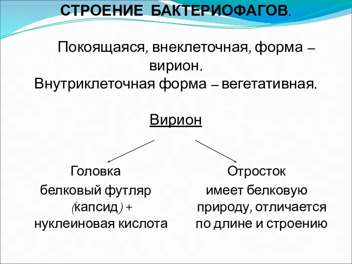 СТРОЕНИЕ БАКТЕРИОФАГОВ. Покоящаяся, внеклеточная, форма – вирион. Внутриклеточная форма –