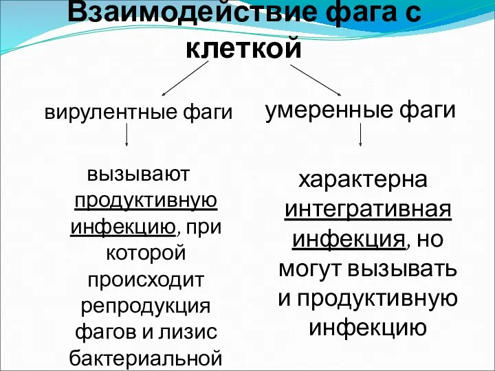 Взаимодействие фага с клеткой вирулентные фаги вызывают продуктивную инфекцию, при