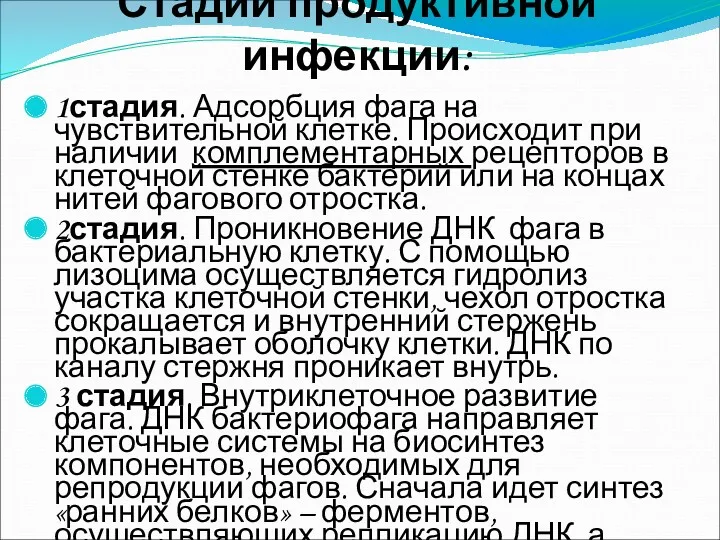 Стадии продуктивной инфекции: 1стадия. Адсорбция фага на чувствительной клетке. Происходит