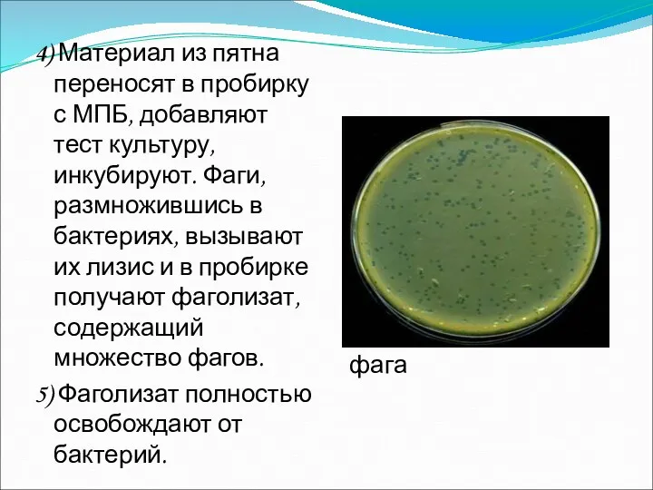 Негативные колонии фага 4) Материал из пятна переносят в пробирку