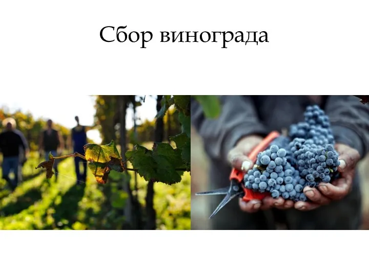 Сбор винограда