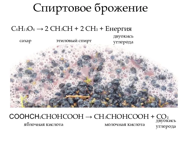 Спиртовое брожение C₆H₁₂O₆ → 2 CH₃CH + 2 CH₂ + Енергия сахар этиловый