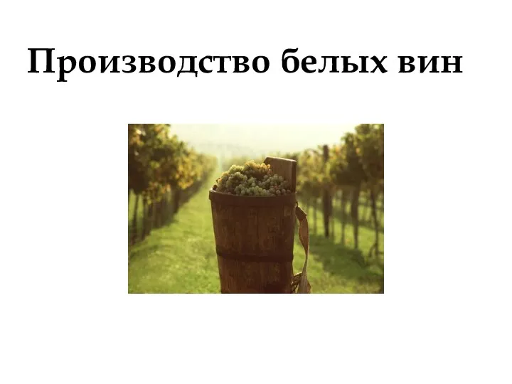 Производство белых вин