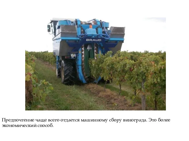 Предпочтение чаще всего отдается машинному сбору винограда. Это более экономический способ.