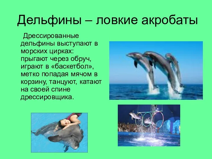 Дельфины – ловкие акробаты Дрессированные дельфины выступают в морских цирках: