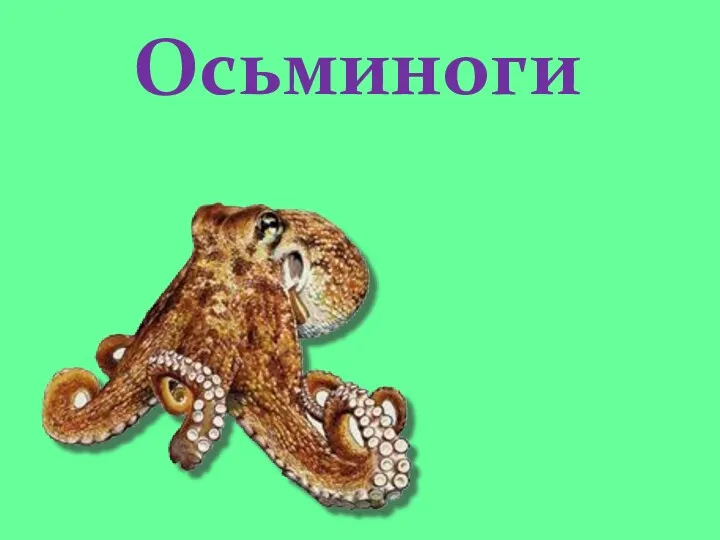 Осьминоги