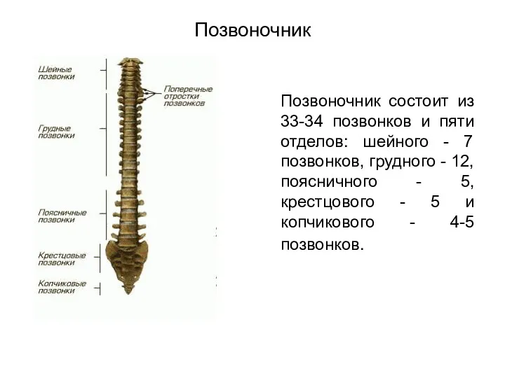 Позвоночник Позвоночник состоит из 33-34 позвонков и пяти отделов: шейного