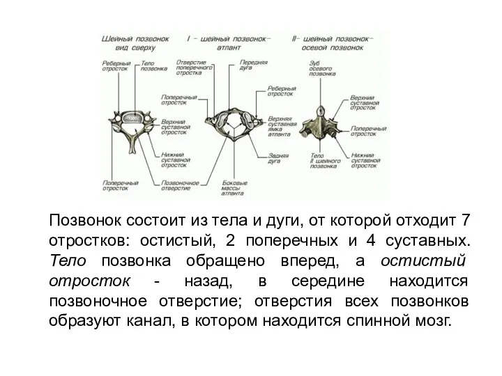 Позвонок состоит из тела и дуги, от которой отходит 7