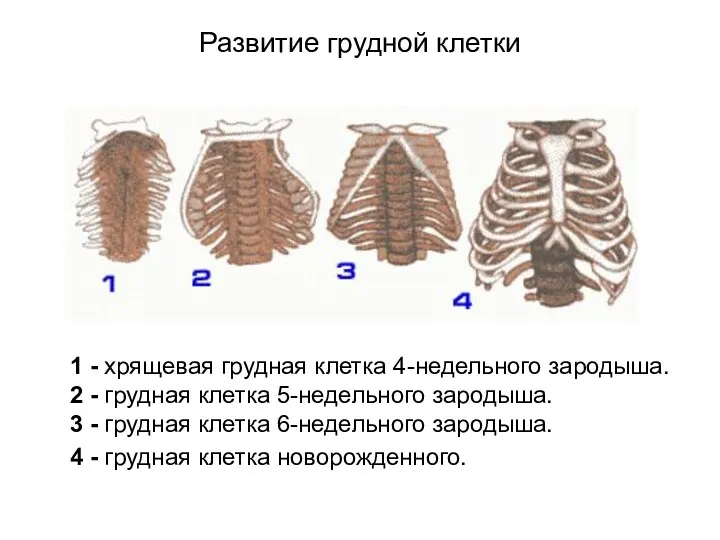 Развитие грудной клетки 1 - хрящевая грудная клетка 4-недельного зародыша.