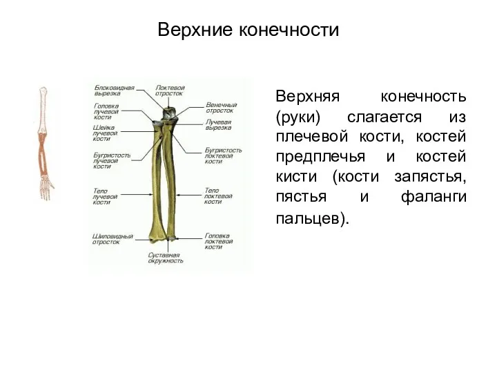 Верхние конечности Верхняя конечность (руки) слагается из плечевой кости, костей