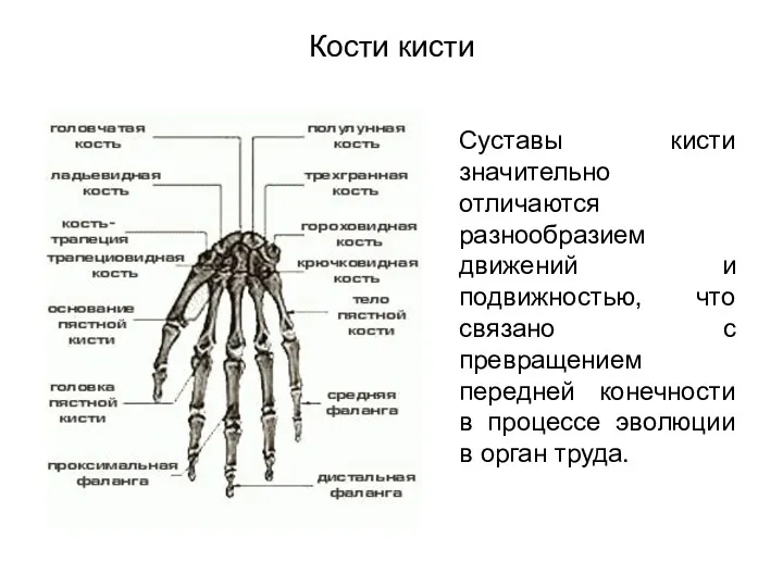 Кости кисти Суставы кисти значительно отличаются разнообразием движений и подвижностью,