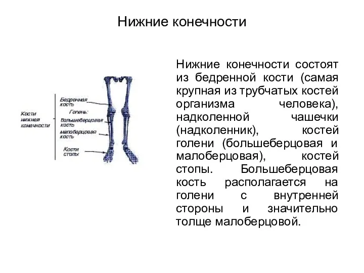 Нижние конечности Нижние конечности состоят из бедренной кости (самая крупная