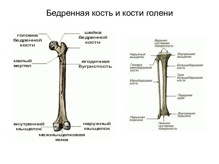 Бедренная кость и кости голени