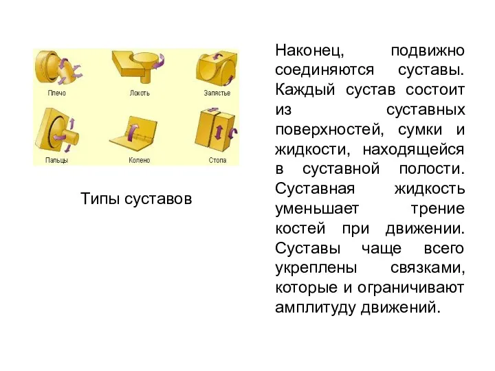 Наконец, подвижно соединяются суставы. Каждый сустав состоит из суставных поверхностей,