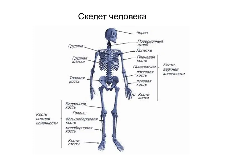 Скелет человека