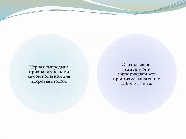 Черная смородина признана учеными самой полезной для здоровья ягодой. Она