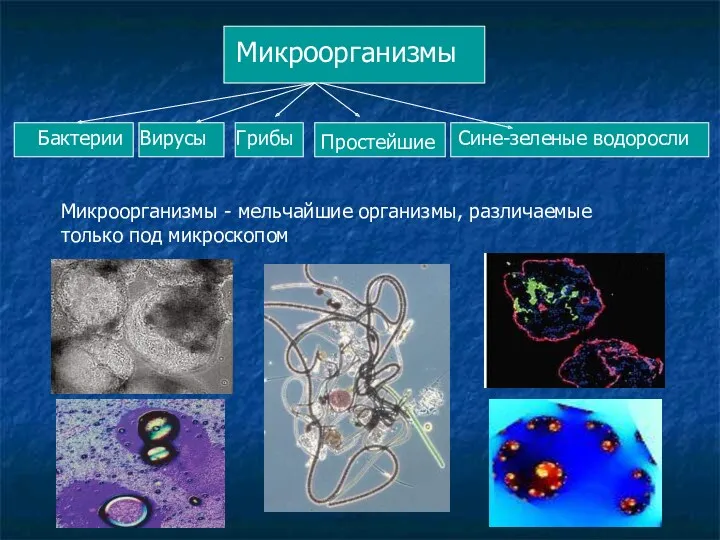 Микроорганизмы - мельчайшие организмы, различаемые только под микроскопом