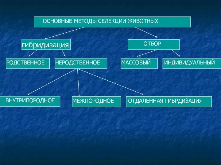 ОСНОВНЫЕ МЕТОДЫ СЕЛЕКЦИИ ЖИВОТНЫХ гибридизация ОТБОР РОДСТВЕННОЕ НЕРОДСТВЕННОЕ МАССОВЫЙ ИНДИВИДУАЛЬНЫЙ ВНУТРИПОРОДНОЕ МЕЖПОРОДНОЕ ОТДАЛЕННАЯ ГИБРДИЗАЦИЯ