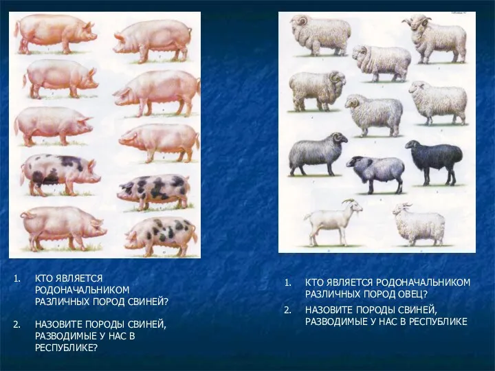 КТО ЯВЛЯЕТСЯ РОДОНАЧАЛЬНИКОМ РАЗЛИЧНЫХ ПОРОД СВИНЕЙ? НАЗОВИТЕ ПОРОДЫ СВИНЕЙ, РАЗВОДИМЫЕ У НАС В