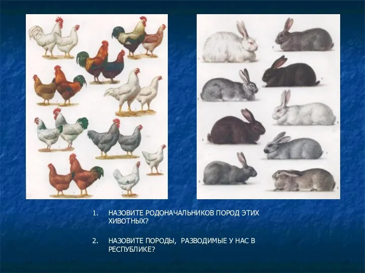 НАЗОВИТЕ РОДОНАЧАЛЬНИКОВ ПОРОД ЭТИХ ХИВОТНЫХ? НАЗОВИТЕ ПОРОДЫ, РАЗВОДИМЫЕ У НАС В РЕСПУБЛИКЕ?