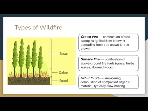 Types of Wildfire Crown Fire — combustion of tree canopies