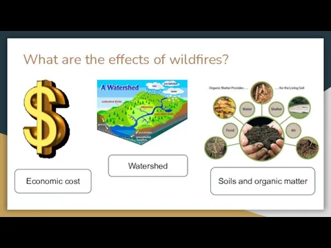 What are the effects of wildfires? Econоmic cost Soils and organic matter Watershed