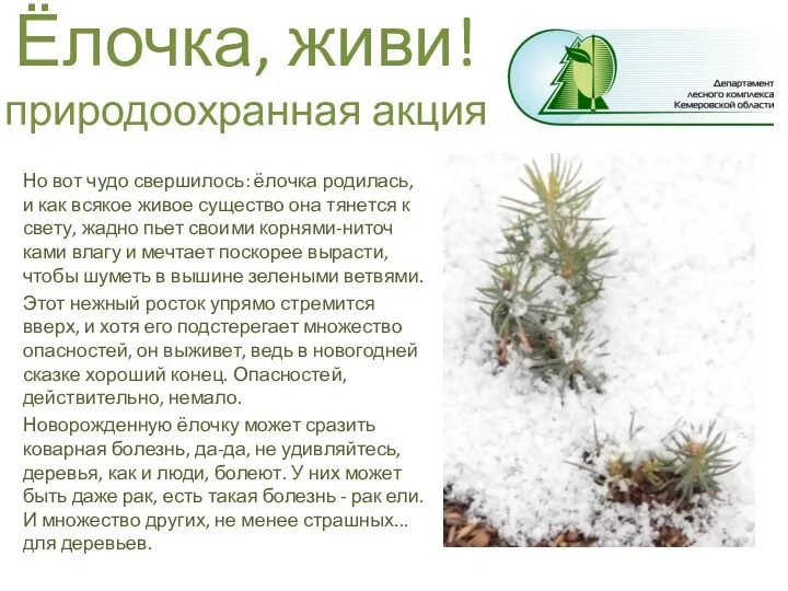 Ёлочка, живи! природоохранная акция Но вот чудо свершилось: ёлочка родилась,