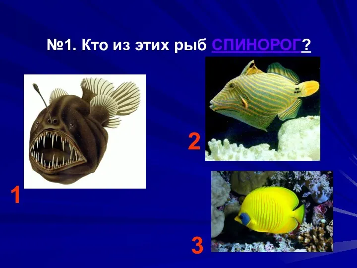 №1. Кто из этих рыб СПИНОРОГ? 1 2 3