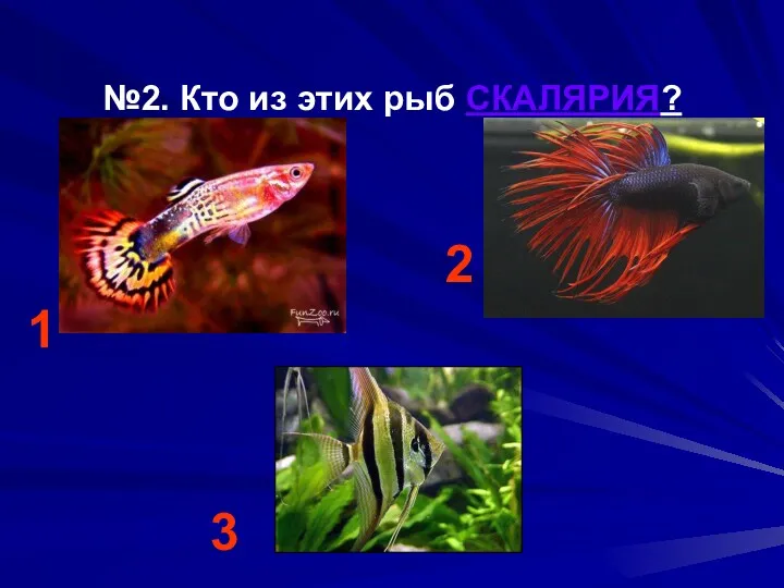 №2. Кто из этих рыб СКАЛЯРИЯ? 2 1 3