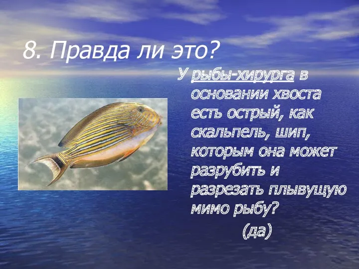 8. Правда ли это? У рыбы-хирурга в основании хвоста есть