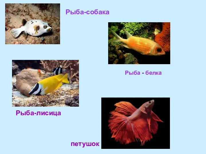 Рыба-собака Рыба-лисица петушок Рыба - белка