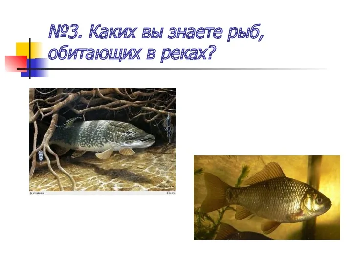 №3. Каких вы знаете рыб, обитающих в реках?