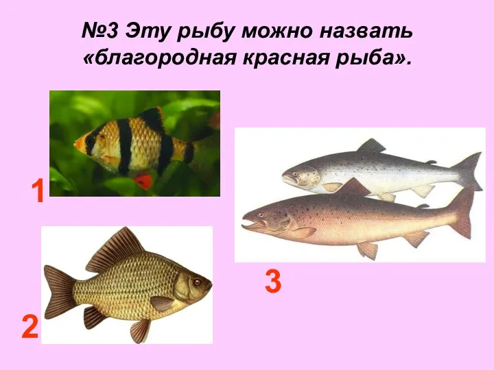 №3 Эту рыбу можно назвать «благородная красная рыба». 1 2 3