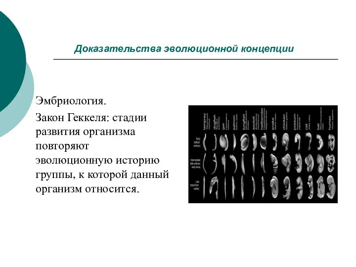 Доказательства эволюционной концепции Эмбриология. Закон Геккеля: стадии развития организма повторяют