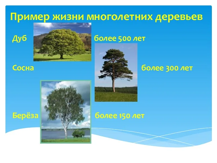 Пример жизни многолетних деревьев Дуб более 500 лет Сосна более 300 лет Берёза более 150 лет