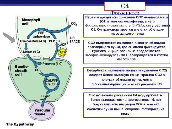 Декарбоксилирование малата (выделение CO2) создает более высокую концентрацию CO2 в