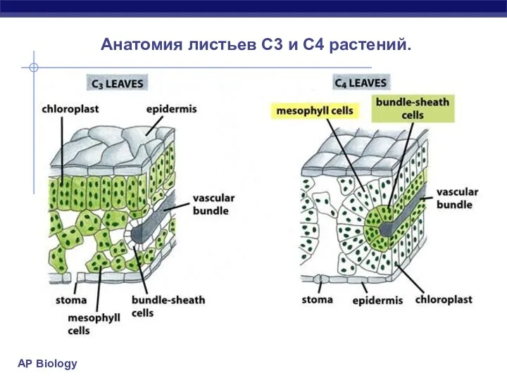 Анатомия листьев С3 и С4 растений.