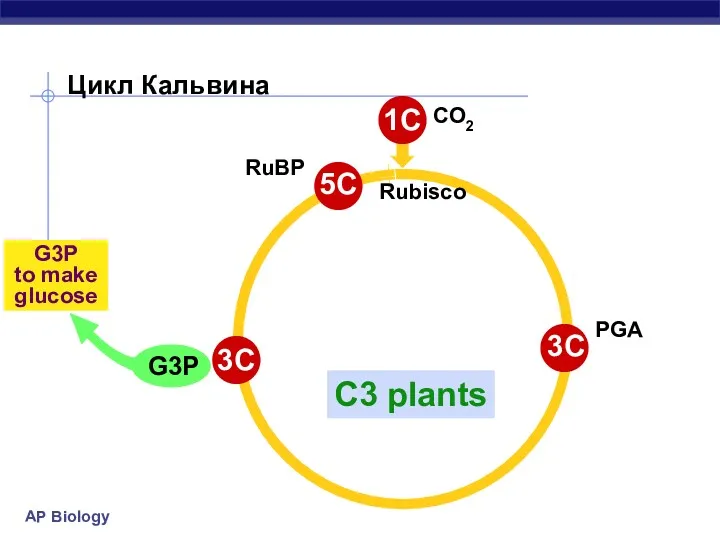 Цикл Кальвина Rubisco C3 plants