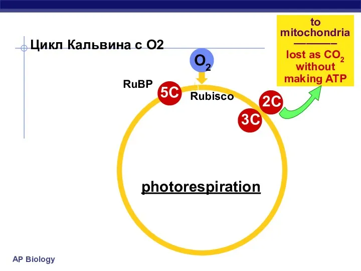Цикл Кальвина с O2 Rubisco to mitochondria ––––––– lost as CO2 without making ATP photorespiration