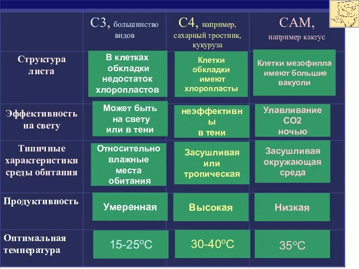 Эффективность на свету В клетках обкладки недостаток хлоропластов