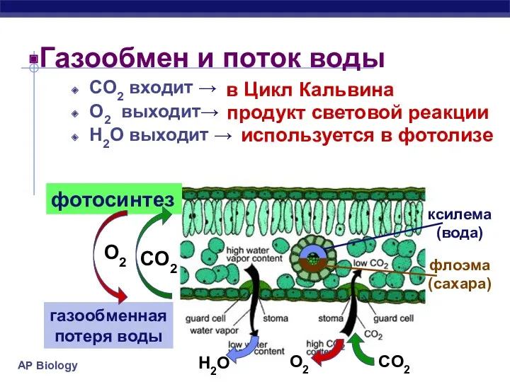 Газообмен и поток воды CO2 входит → O2 выходит→ H2O
